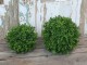 Dekorace umělá zelená koule Buxus - Ø 23cm Chic Antique