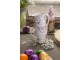 Porcelánový šálek s podšálkem s květinami Flowers - Ø 10*6 / Ø 15*2 cm / 250 ml Clayre & Eef