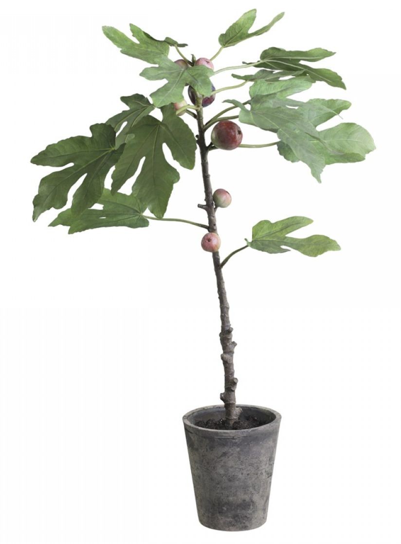 Dekorace umělý Fíkovník v keramickém květináči Old - 76cm Chic Antique Dekorace umělý Fíkovník v keramickém květináči Old - 76cm Chic Antique
