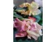 Dekorace umělý žlutý kosatec Iris Pale - 81 cm Ostatn&iacute;