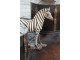Bílo-černá antik dekorace Zebra - 31*11*32 cm J-Line by Jolipa