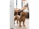 Dřevěná dekorace pes Dog teak - 69*19*51cm J-Line by Jolipa
