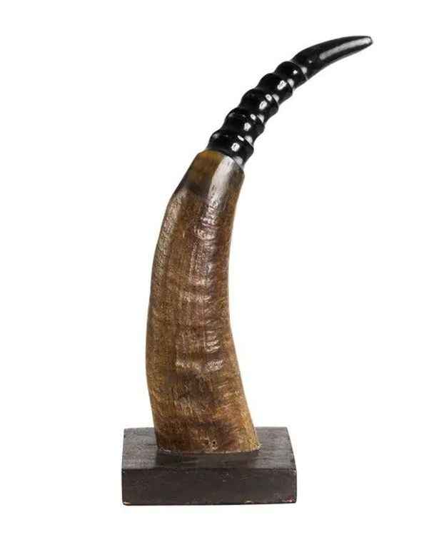 Dekorativní roh Buvol na dřevěném podstavci (bubalus bubalis) - 30cm 