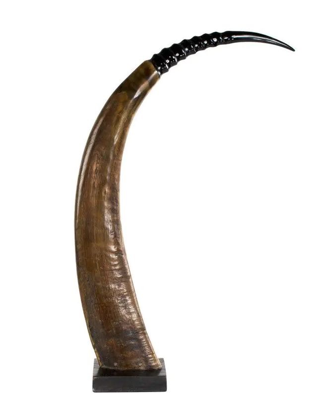 Dekorativní roh Buvol na dřevěném podstavci (bubalus bubalis) - 65cm