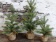Zelený vánoční stromek v jutě Fleur Fir Tree - 27cm Chic Antique