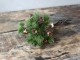Vánoční zelená větvička se šiškami Fir Branch - 30cm Chic Antique