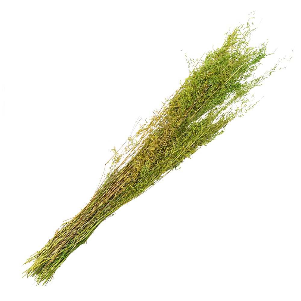 Dekorace zelená sušená květina - 90 cm (50 gr) Clayre & Eef Dekorace zelená sušená květina - 90 cm (50 gr) Clayre & Eef