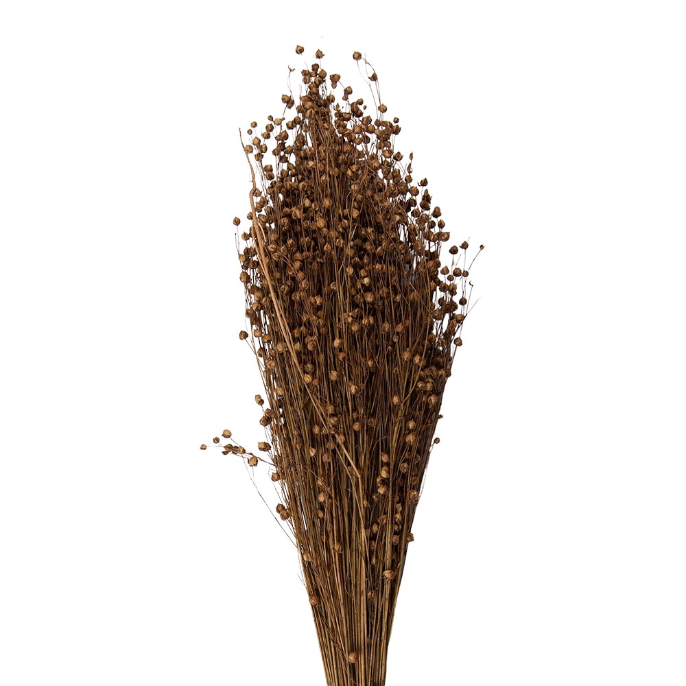 Béžová kytice sušený len - 60 cm (100 gr)