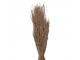 Dekorace béžová sušená květina - 60 cm (100 gr) Clayre & Eef