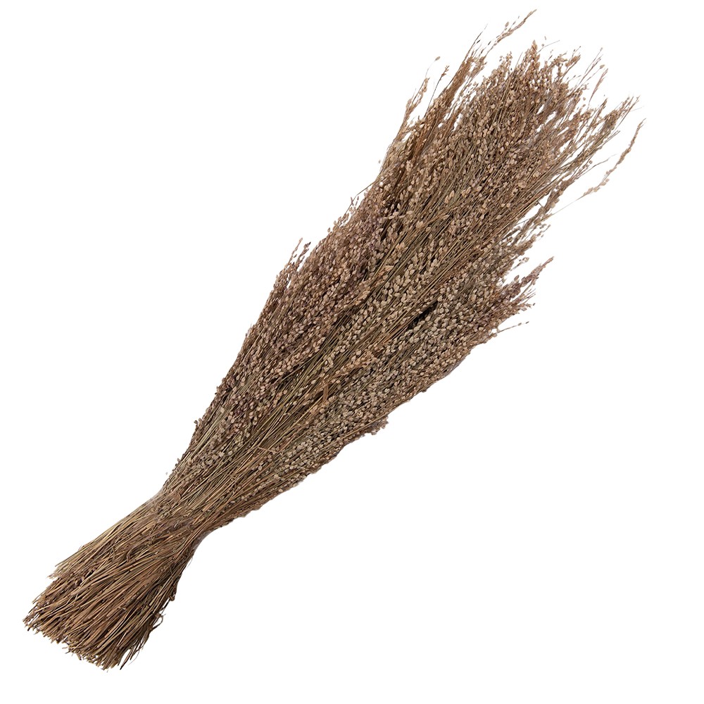 Dekorace béžová sušená květina - 60 cm (100 gr) Clayre & Eef Dekorace béžová sušená květina - 60 cm (100 gr) Clayre & Eef