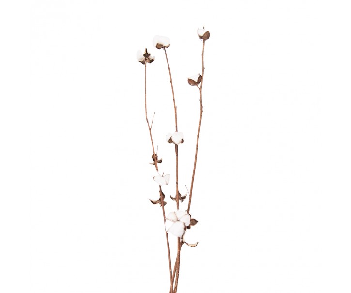 Bílo hnědá sušená květina - 80 cm Clayre & Eef
