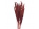 Vínová kytice sušené květy bambusu Bamboo - 100 cm (10ks) Clayre & Eef