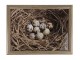 Podnos na nohy s křepelčími vajíčky v hnízdě Egg - 43*33*7cm Mars & More 