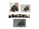 Podnos na nohy s jezevčíkem v brýlích Dachshund humour - 43*33*7cm Mars & More 