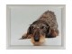 Podnos na nohy s jezevčíkem v brýlích Dachshund humour - 43*33*7cm Mars & More 