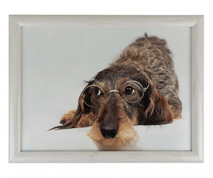 Podnos na nohy s jezevčíkem v brýlích Dachshund humour - 43*33*7cm Mars & More 