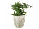 Cementový obal na květináč s jitrocelem Plantain M - Ø16*17 cm Clayre & Eef