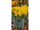 Kytice 7ks žlutých realistických tulipánů - 31cm J-Line by Jolipa