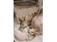 Keramický obal na květináč s růžemi Rossia S - 13*13*12 cm Clayre & Eef