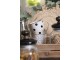 Porcelánový hrnek s černými puntíky Black Dot - 350 ml Clayre & Eef