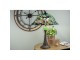 Stolní lampa Tiffany POND - Ø 47*60 cm Clayre & Eef