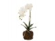 Dekorace umělá květina Orchidej s kořeny a mechem - 23*17*40 cm J-Line by Jolipa