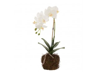Dekorace umělá květina Orchidej s kořeny a mechem - 23*17*40 cm