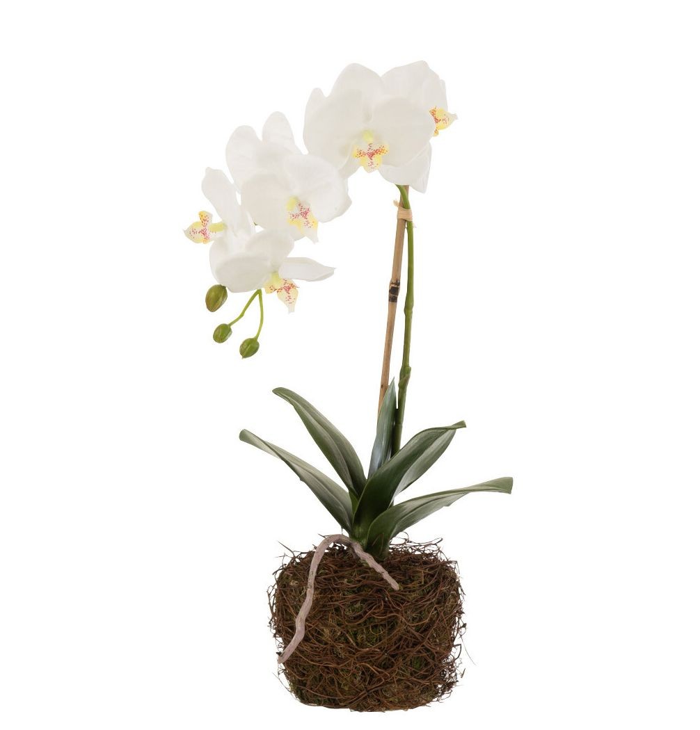 Dekorace umělá květina Orchidej s kořeny a mechem - 23*17*40 cm