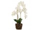 Dekorace umělá květina Orchidej s kořeny a mechem - 32*32*75 cm J-Line by Jolipa