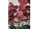 Dekorace umělá květina Orchidej s květináčem - 32*32*57 cm J-Line by Jolipa