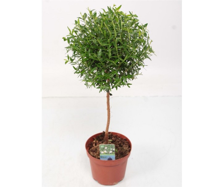 Myrta obecná Myrtus Communis na kmínku - Ø 12* 45 cm