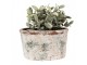 Dekorativní béžový antik terakotový květináč Teracci L - 21*13*12 cm Clayre & Eef