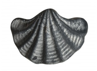 Šedá antik litinová úchytka mušle Shell - 6*4*4,5 cm