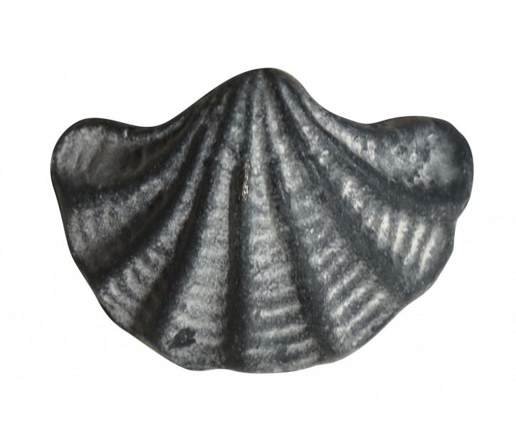 Šedá antik litinová úchytka mušle Shell - 6*4*4,5 cm Chic Antique