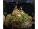 Zlato-zelená antik skleněná vánoční koule s jelenem Deer - Ø 12*19 cm Mars & More 