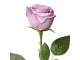 Dekorace umělá květina fialová růže Rose Purple - 9*9*61 cm Clayre & Eef