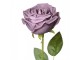Dekorace umělá květina tmavě fialová růže Rose Purple - 9*9*61 cm Clayre & Eef