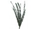 Zelená sušená dekorativní rostlina Eucalyptus - 18*70 cm J-Line by Jolipa