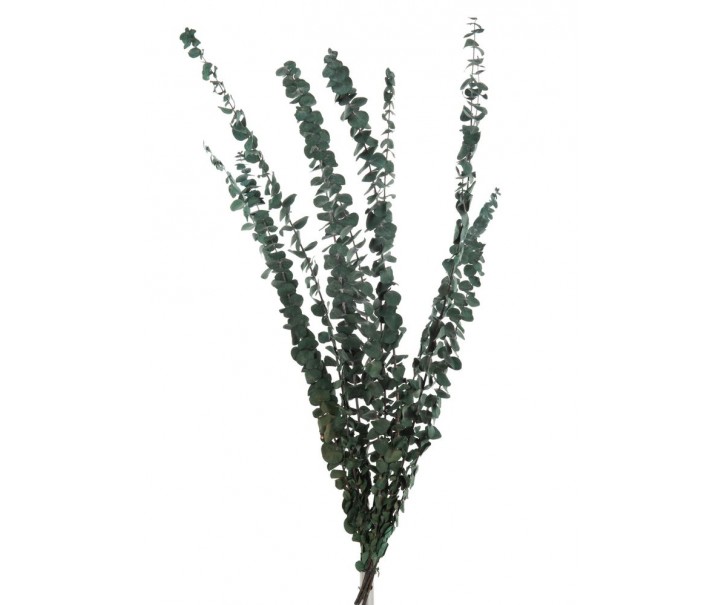 Zelená sušená dekorativní rostlina Eucalyptus - 18*70 cm J-Line by Jolipa
