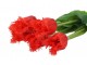 Kytice 5ks červených realistických tulipánů Tulips Papagayo - 46 cm daan kromhout