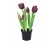 5ks fialový realistický tulipán Tulips v květináčku - 26 cm daan kromhout
