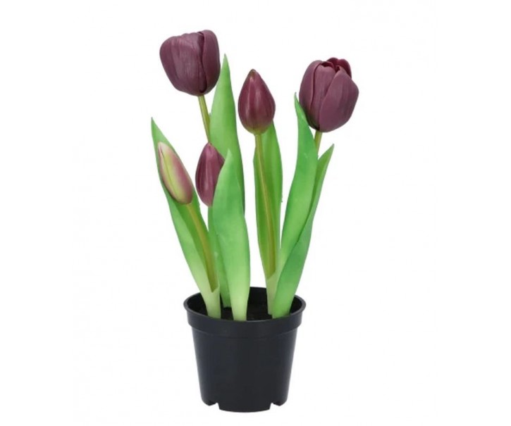 5ks fialový realistický tulipán Tulips v květináčku - 26 cm daan kromhout
