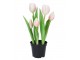 5ks růžový realistický tulipán Tulips v květináčku - 26 cm daan kromhout