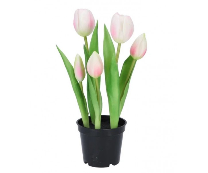 5ks růžový realistický tulipán Tulips v květináčku - 26 cm daan kromhout
