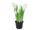 5ks bílý realistický tulipán Tulips v květináčku - 26 cm daan kromhout