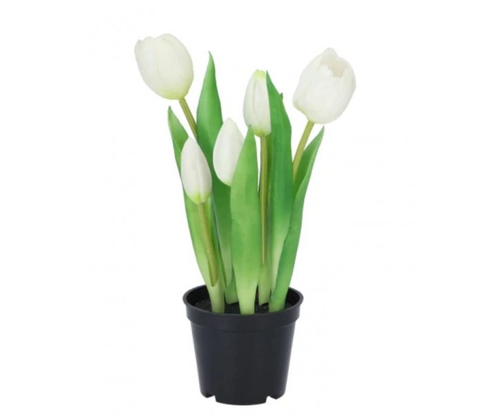 5ks bílý realistický tulipán Tulips v květináčku - 26 cm daan kromhout