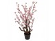 Dekorační stromek třešeň s růžovými květy Cherry Blossom - 18*18*70 cm Clayre & Eef