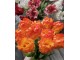Kytice 5ks oranžových realistických tulipánů Tulips Papagayo - 39 cm daan kromhout