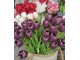 Kytice 7ks fialových realistických tulipánů Tulips - 43cm daan kromhout