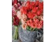 Kytice 5ks tmavě růžových realistických tulipánů Tulips Papagayo - 39 cm daan kromhout